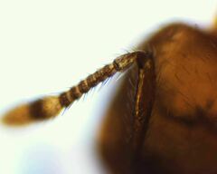 Solenopsis validiuscula