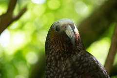 Nestor meridionalis septentrionalis