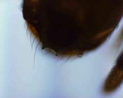 Solenopsis validiuscula