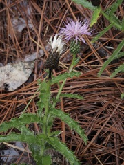Cirsium repandum