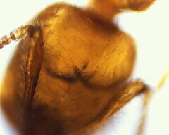 Solenopsis validiuscula