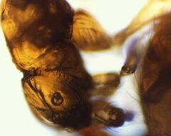 Solenopsis validiuscula