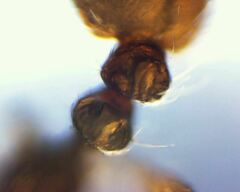 Solenopsis validiuscula