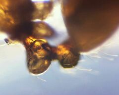 Solenopsis validiuscula