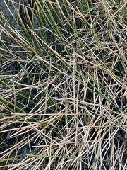 Eleocharis interstincta