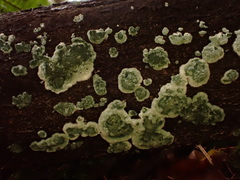 Trichoderma viride