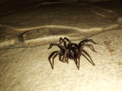 Herpyllus ecclesiasticus