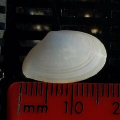 Tellinoidea