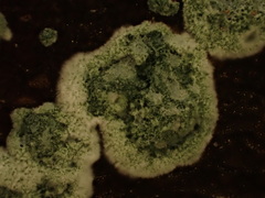 Trichoderma viride
