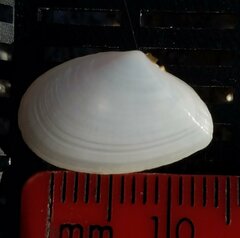 Tellinoidea