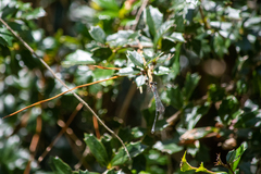 Austrolestes colensonis