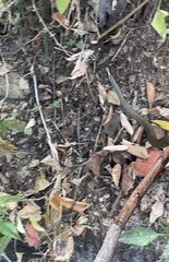 Drymobius margaritiferus