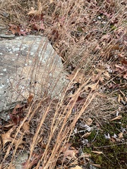 Andropogon virginicus