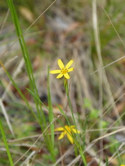 Sisyrinchium graminifolium