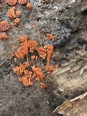 Metatrichia