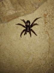 Herpyllus ecclesiasticus