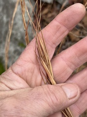 Andropogon virginicus