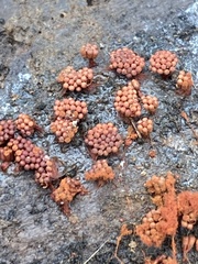 Metatrichia