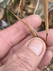 Andropogon virginicus
