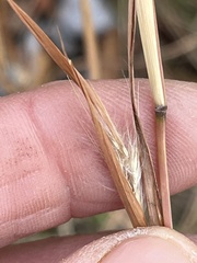 Andropogon virginicus