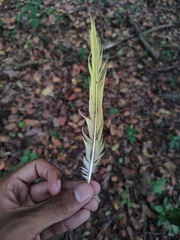 Psarocolius montezuma