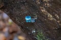 Mycena interrupta