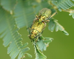 Diphucephala