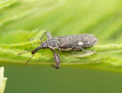 Rhinotia bimaculata