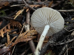 Clitocybe salmonilamella