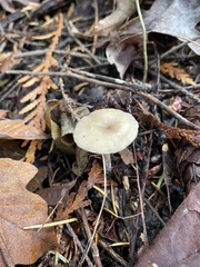 Clitocybe salmonilamella