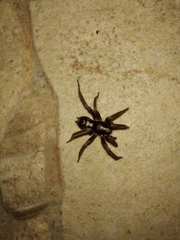 Herpyllus ecclesiasticus