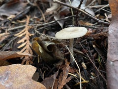 Clitocybe salmonilamella