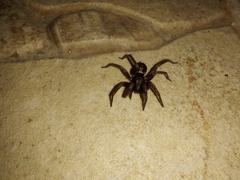 Herpyllus ecclesiasticus