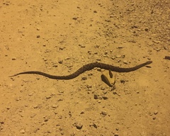 Bothrops jararacussu