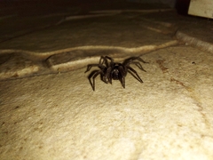 Herpyllus ecclesiasticus