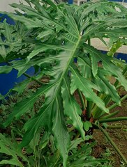 Thaumatophyllum bipinnatifidum
