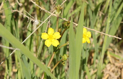 Ornduffia reniformis