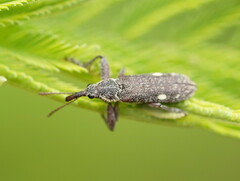 Rhinotia bimaculata