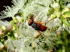 Austalis copiosa