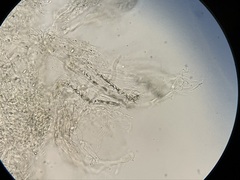 Clitocybe salmonilamella