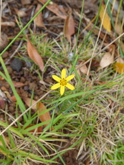 Sisyrinchium graminifolium
