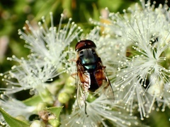 Austalis copiosa