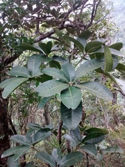 Eriotheca pentaphylla