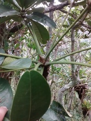 Eriotheca pentaphylla