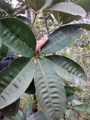 Eriotheca pentaphylla