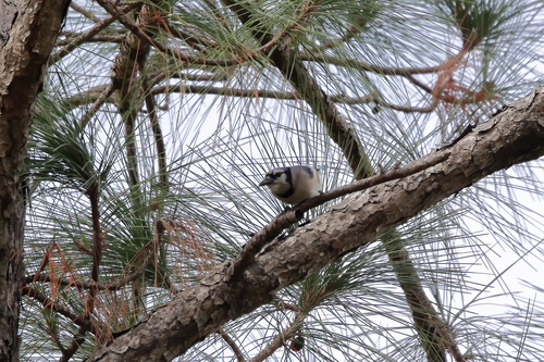 Blue Jay photographed in Mississippi