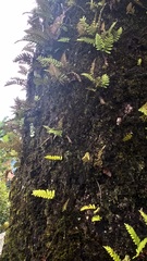 Polypodioideae