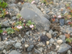 Papilio machaon aliaska
