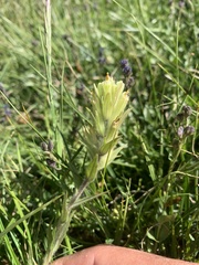 Castilleja chrysantha