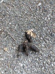 Urocyon cinereoargenteus